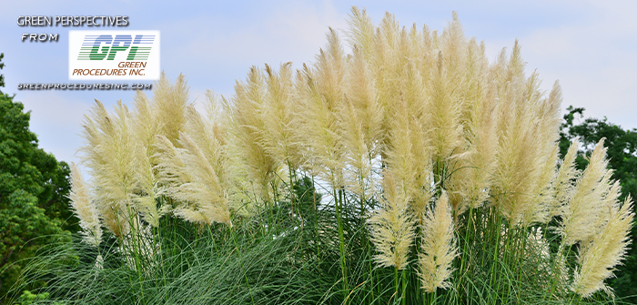 Green Perspectives – Ornamental Grasses in the Landscape