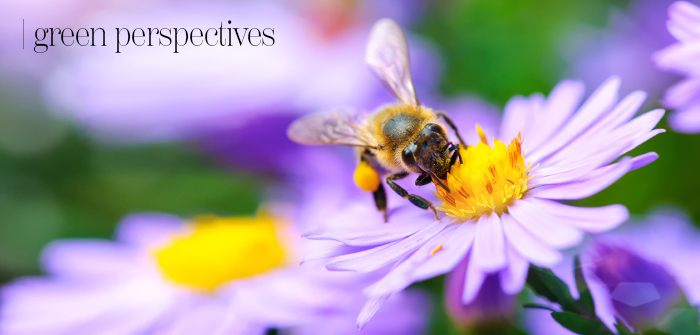 Green Perspectives – Pollinators… What Does This Mean?