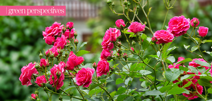 Green Perspectives – Why Roses?